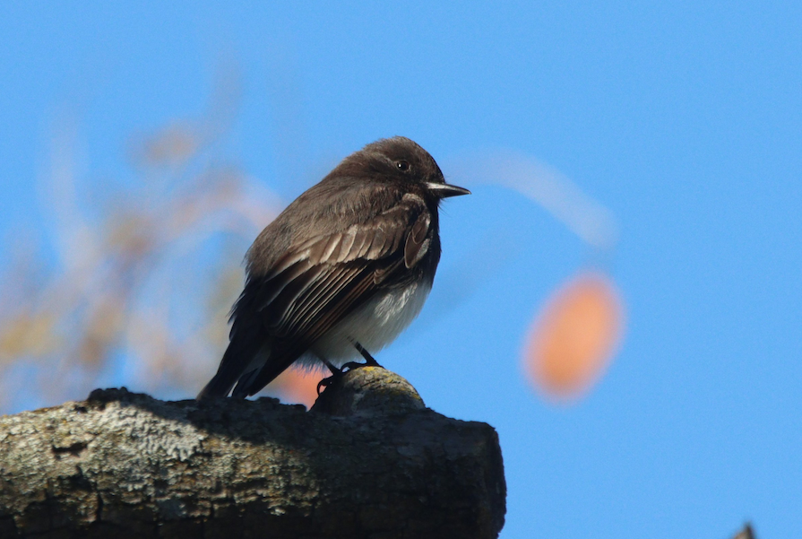 A photo of a Black Phoebe seen on campus