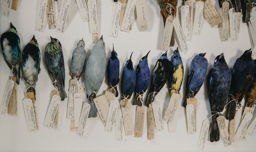Specimen tray of bird study skins
