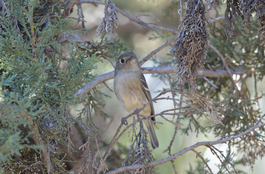 Photo of a Hutton&#039;s Vireo seen on Occidental College&#039;s campus grounds