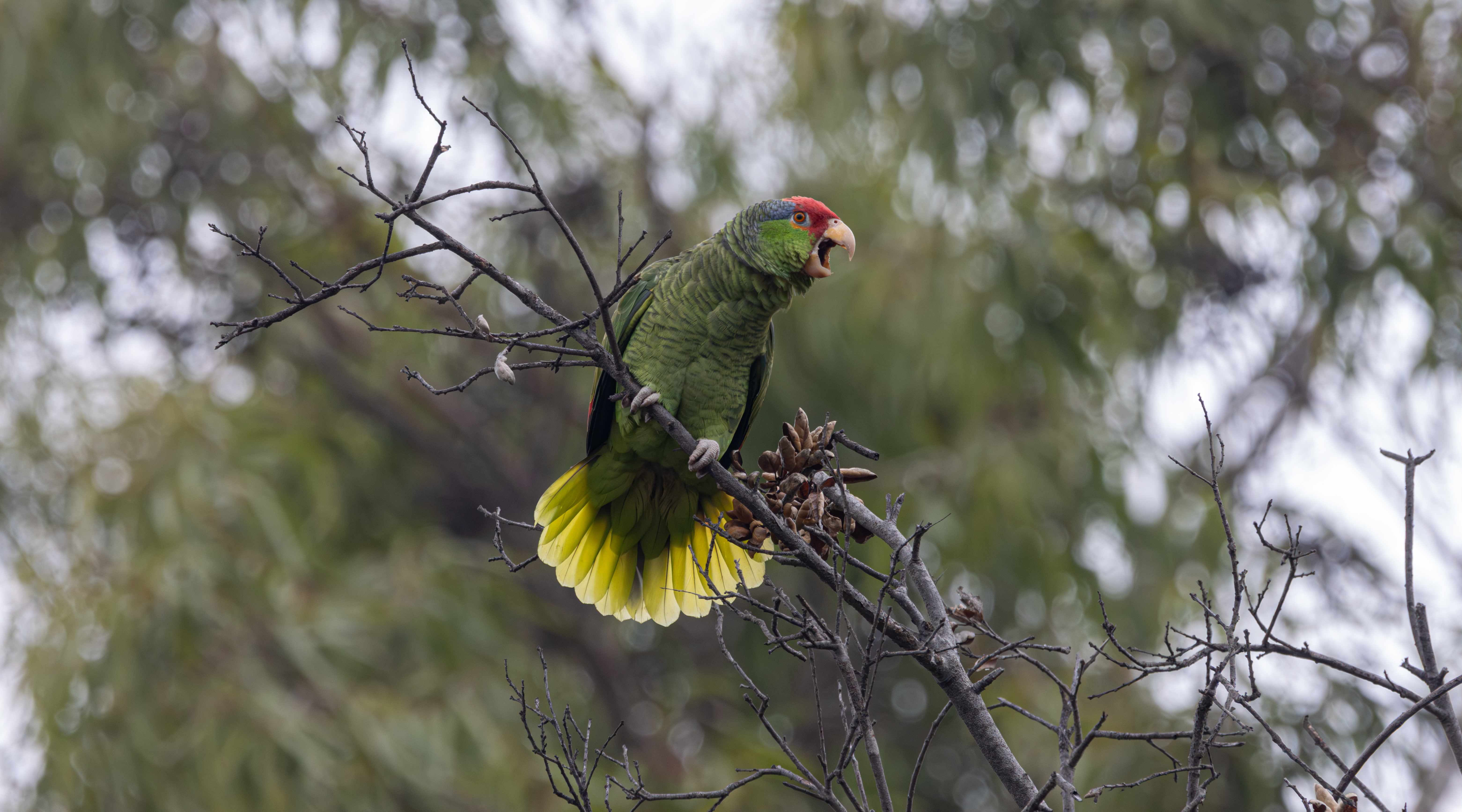 Red crowned parrot perched in a tree