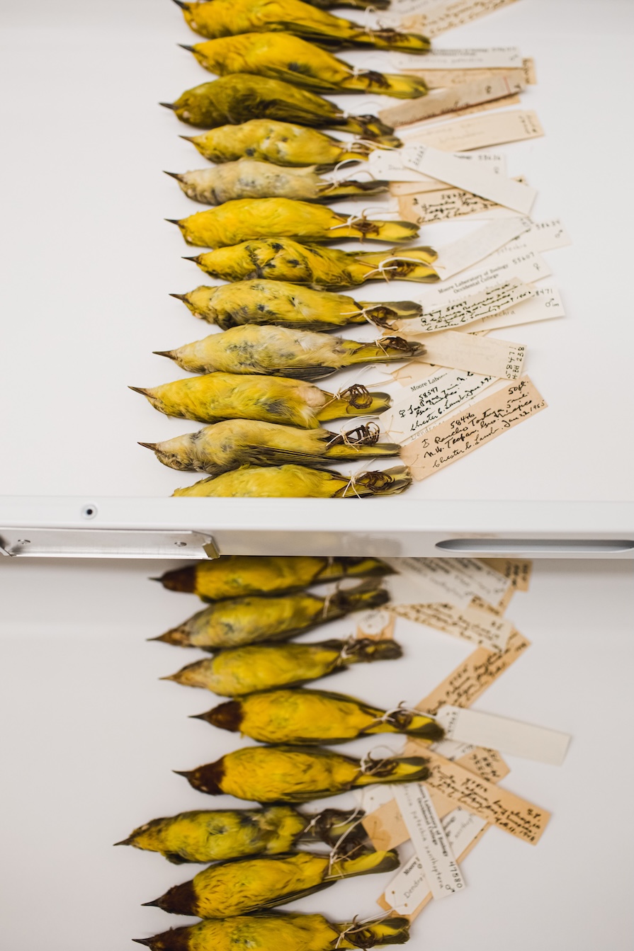 A photo of Yellow and Mangrove Yellow Warbler study skin specimens