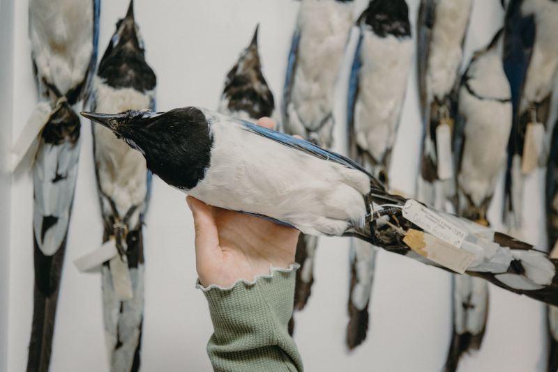 Photo of a magpie jay specimen