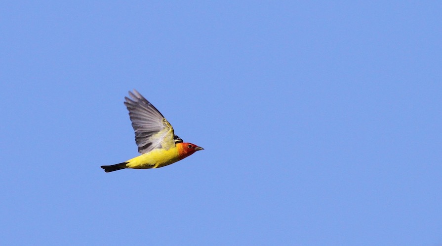 Western Tanager seen in flight over Bear Divide, San Gabriel Mountains