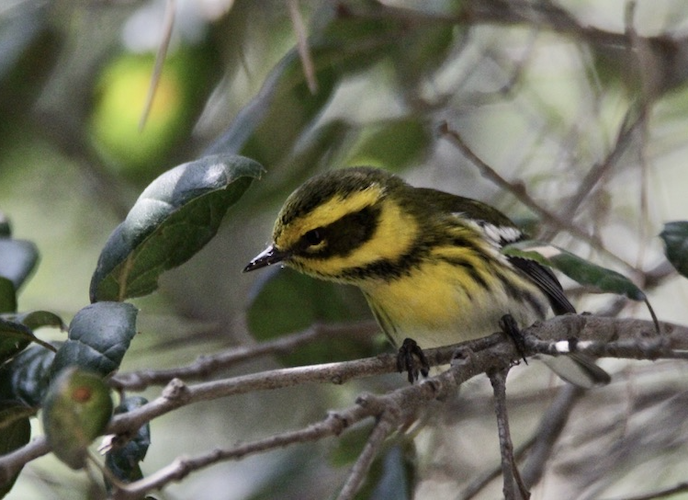Photo of Townsend's Warbler