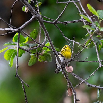 Photo of a Townsend&#039;s Warbler perched on a branch of a tree