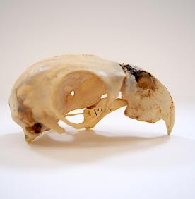 A photo of a Lilac-crowned Parrot skull specimen