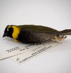 A Cuban Grassquit study skin with specimen tags