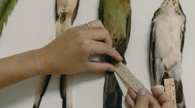 Person holding specimen tag of a bird study skin