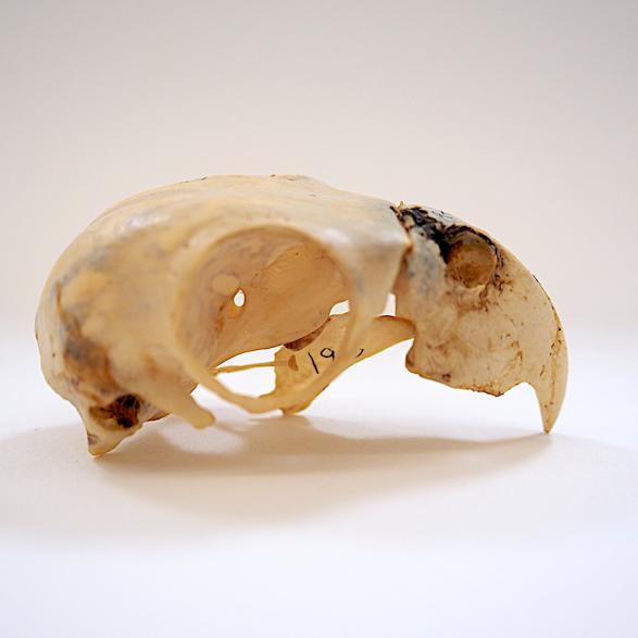 A photo of a Lilac-crowned Parrot skull specimen