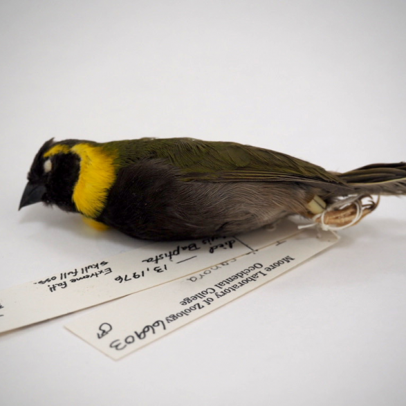 A Cuban Grassquit study skin with specimen tags