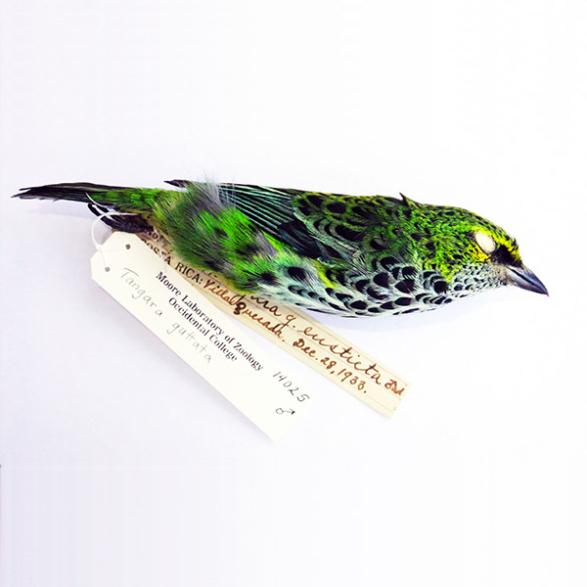 A speckled tanager with bright green plumage