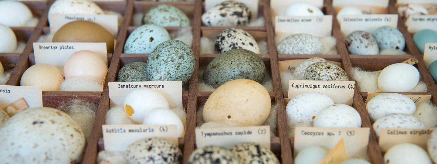 Dozens of multicolored eggs in the Moore Lab's collection