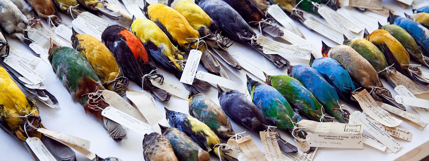 An array of colorful birds from the Moore Lab collection