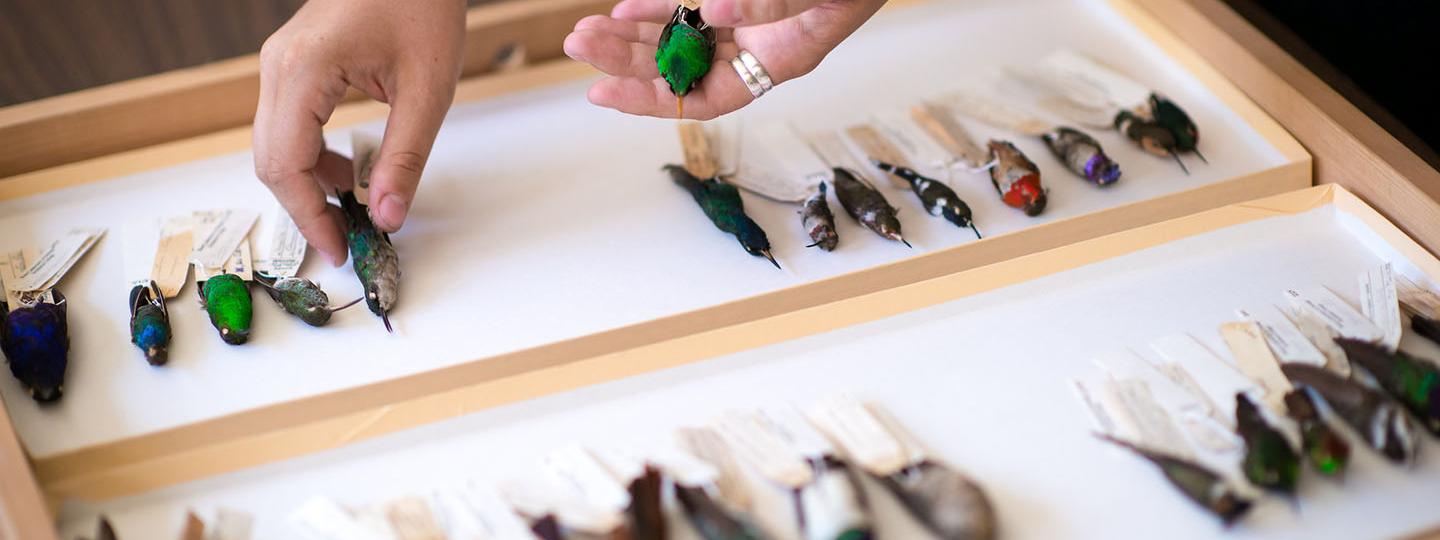 bird specimens in the Moore Lab of Zoology