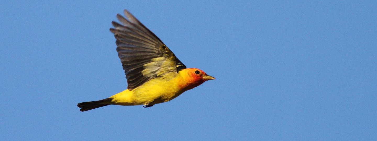 A bird with a yellow body and red head in flight on a bright blue sky