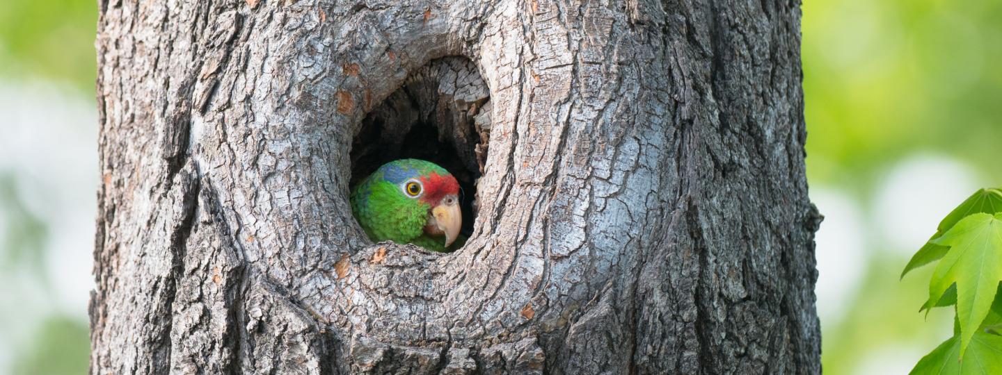 A wild parrot nests in a tree near Occidental College