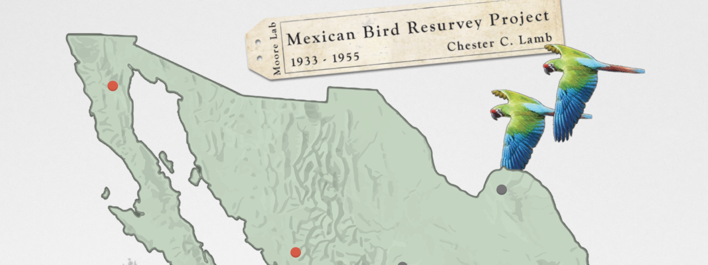 Two macaws flying over a map of Mexico