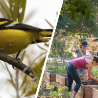A photo of a Western Tanager and students gardening