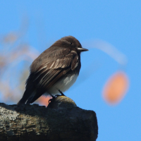 A photo of a Black Phoebe seen on campus