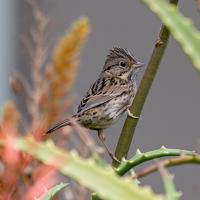 A Lincoln&#039;s Sparrow perched on a plant