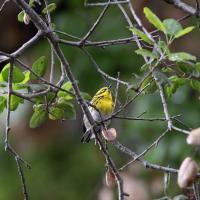 A photo of a migratory Townsend's Warbler perched on an oak tree