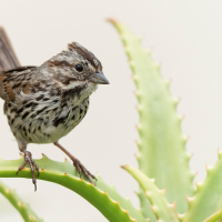 A photo of a Song Sparrow