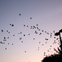 Parrots roosting at dusk