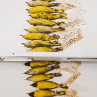 A photo of Yellow and Mangrove Yellow Warbler study skin specimens