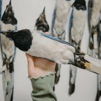 Photo of a magpie jay specimen