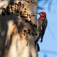 Photo of a Red-breasted Sapsucker