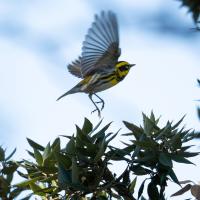 Photo of a Townsend&#039;s Warbler