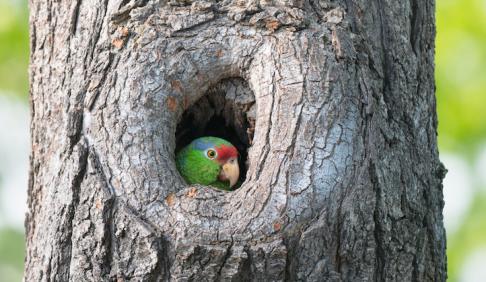 parrot in a tree hole