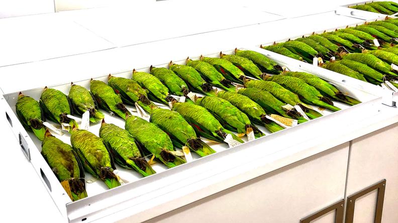 A tray with dozens of brightly colored green parrots