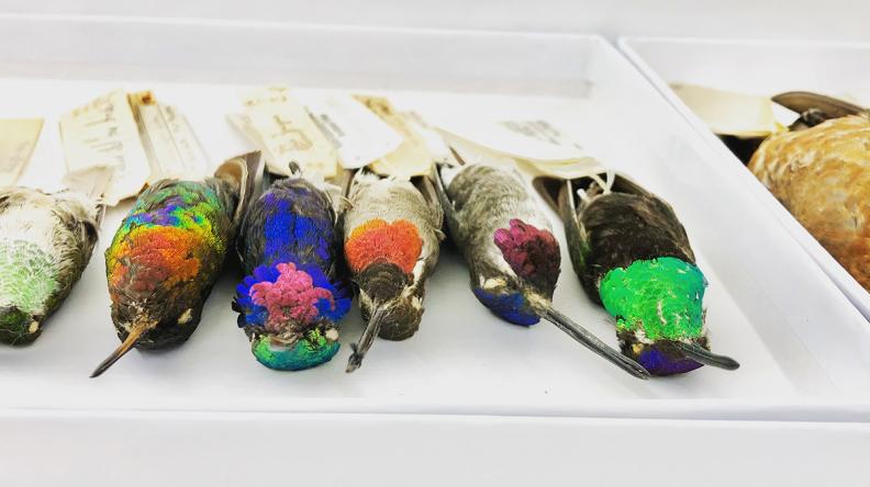 A tray of bright, multi-colored hummingbirds