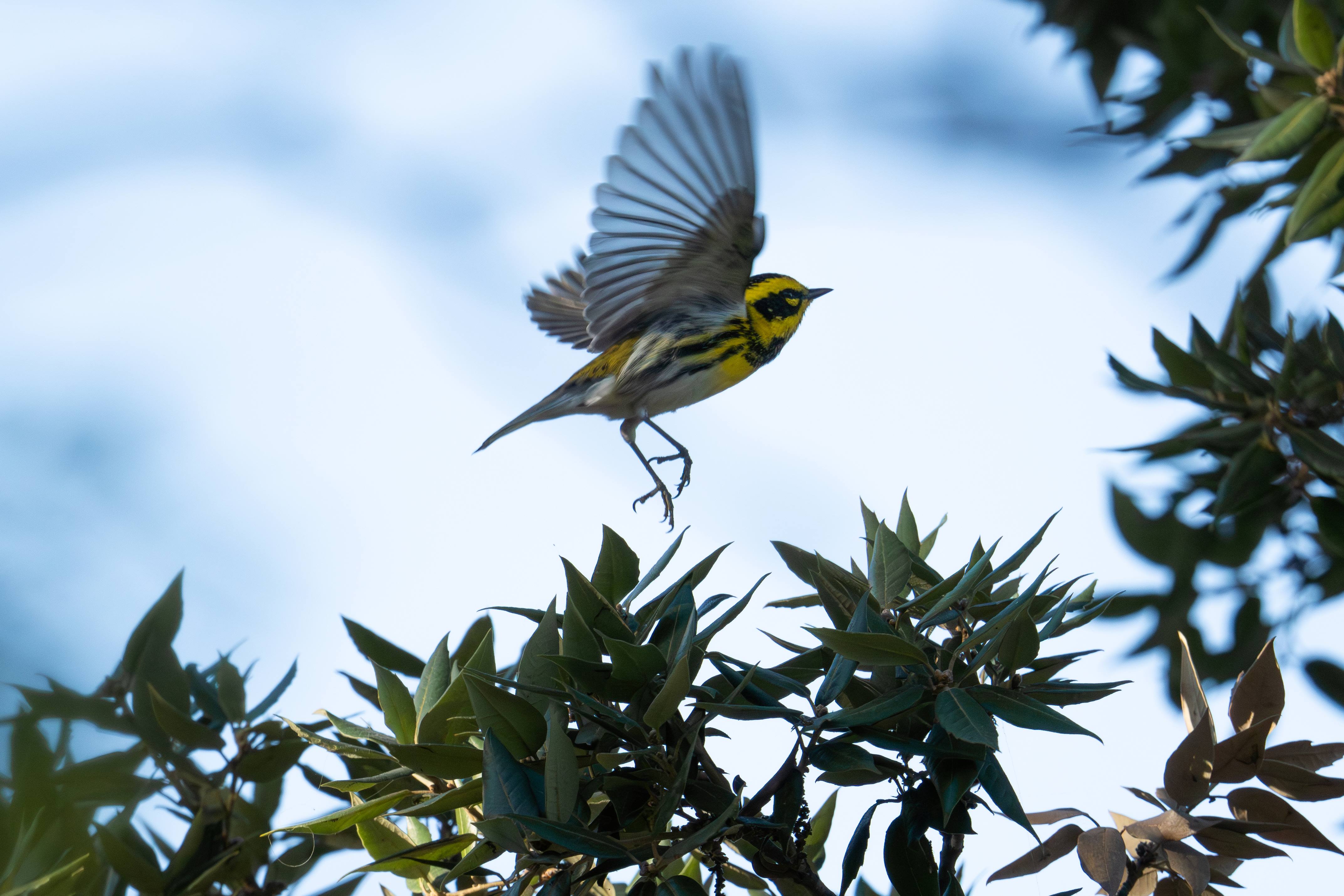 Photo of a Townsend&#039;s Warbler