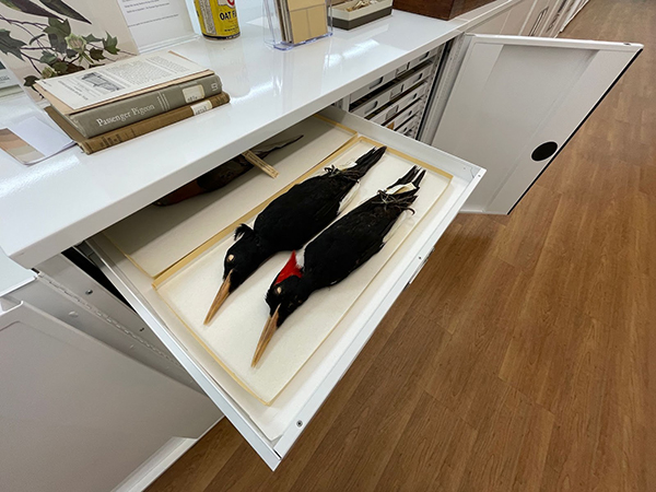 Two woodpecker specimens inside a drawer